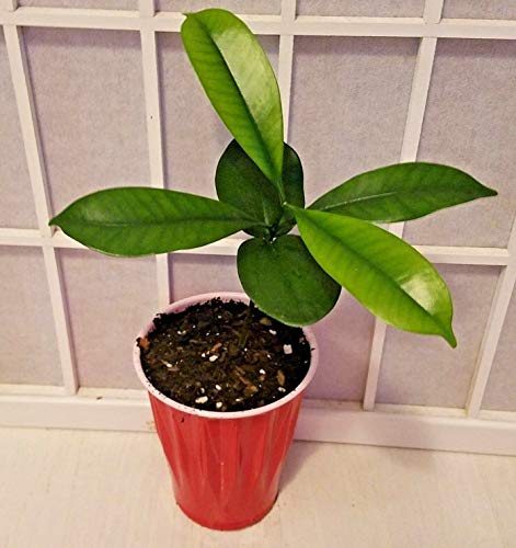 FERRY Semillas orgánicas única No Plantas: Akuamma (Picrima nitida) 4-6" cultivan a Partir de Fruta Fresca Akuammine Picap