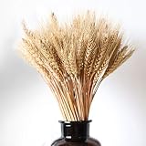 PRESENTACIÓN Cantidad: 100 piezas de tallo de trigo en 1 paquete, atado con cintas, envase no incluido. Usamos un paquete muy fuerte, para asegurarnos de que reciba las Flores naturales de trigo no se dañarán. Después de recibir y desarmarlo y cargarlo en varios contenedores decorativos.