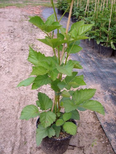 Loch Ness (R), Brombeere, stachellos, ca. 40 – 60 cm hoch, im 2 Liter Topf - 3