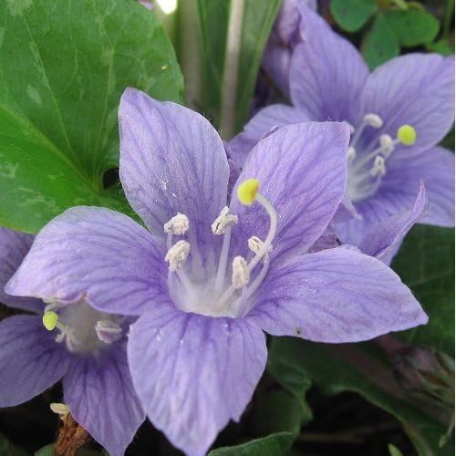 Mandragora autumnalis - Mandrake - Spg - Seeds
