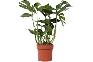 Plant in a Box - Monstera Deliciosa - Hauteur 70-80cm - Plante Gruyère - Plante verte interieur Naturelle - Pot 21cm