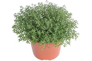 DECOALIVE Tomillo Planta Aromática Natural de Exterior e Interior Thymus Vulgaris Planta para Cocinar