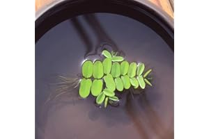 Haloppe 100 Pz Semi di Piante per la Piantagione del Giardino di Casa, Semi di Piante Giacinto D'acqua Pistia Hottonia Ludwigia Pond Decor B