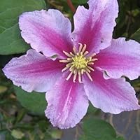 Clematis Pillu - 1,5 Liter Topf - Mehrjährig rot blühende Kletterpflanze & Winterhart | ClematisOnline