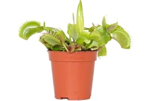 Bloomique - Dionaea Muscipula - Dionée Attrape-Mouche - Plante Carnivore - Plantes d’intérieur - 5-10 cm de Haut - Pot 6 cm