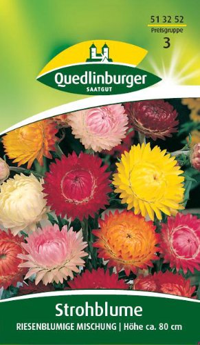 Strohblume, Riesenblumige Mischung