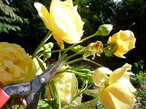 Okatsune 304 Blumenschere mit langer Klinge - 2