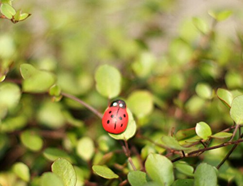 100x Da.Wa Miniature Fairy Garden Ladybugs Sticker Ornament Home Decoration Outdoor reviews 100x Da.Wa Miniature Fairy Garden Ladybugs Sticker Ornament Home Decoration Outdoor