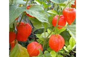 Physalis franchetii alkekengi gigantea - Lanterne Chinoise - 10 graines