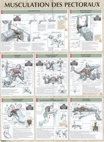 Télécharger Musculation des pectoraux : Poster PDF Ebook En Ligne