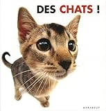Des chats !