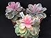 Produktbild Portal Cool Echeveria Perle von Nürnberg Cv. Regenbogen Variegata Cod. Ebay 108