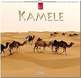 MF-Kalender KAMELE 2019 by