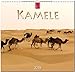 MF-Kalender KAMELE 2019 by