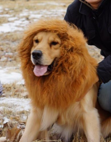 OBMA Large Pet Dog Cat Lion Wigs Mane Hair Festival Party Fancy Dress Clothes Costume