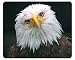 Produktbild "NEUGIERIGER WEISSKOPF-SEEADLER": Tier-Mousepad / Mauspad (Motiv 103) von EDITION COLIBRI - Qualitäts-Mousepad aus extrem reissfestem Spezialkautschuk mit stark haftender Unterseite für optimalen Halt - kompatibel für alle Maustypen