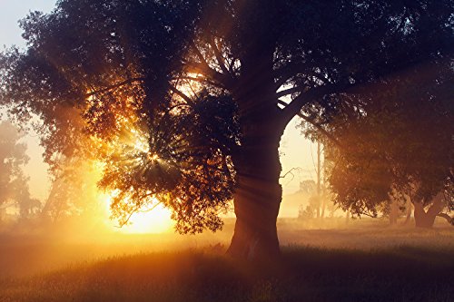 ge-Bildet® Vlies Fototapete zum Angebotspreis „the oak – Eiche“ Baum natur Braun Sonnenaufgang – 200×133 cm direkt vom Hersteller aus Deutschland – Made in Germany - 2