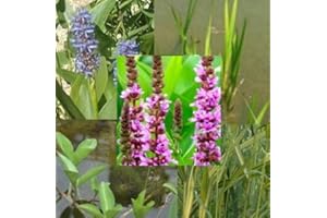 HAUS & GARTEN 8 plantas de estanque, paquete sorpresa, mínimo 3 variedades, B cálamo, trébol febril, hierba de lucio