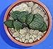 Produktbild 4614 Haworthia Magnifica var. splendens 4 cm 'HANA AOI' pot by Farmerly