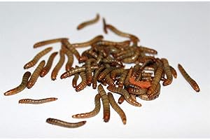 Feeders & more Mehlwürmer lebend für Reptilien, Vögel, Nager, Angelköder, Igel (50g)