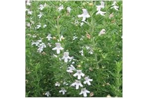 PLANTGENESIS Summer Savory/Satureja hortensis/Culinary Herb/Garden Plant/Hardy Annual / 5000 Seeds