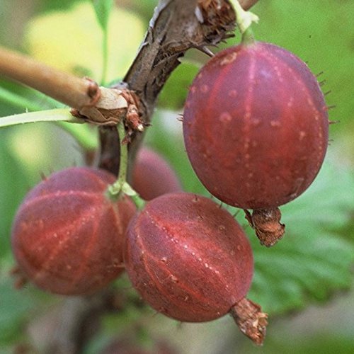 Hinnonmäki rot, Stachelbeere Fußstamm, aromatisch, platzfest, ca. 50 cm Stamm im 3-4 Liter Topf