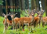 Image de Tierwelt Wald 2014