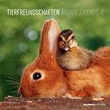 Image de Tierfreundschaften 2014 Broschürenkalender