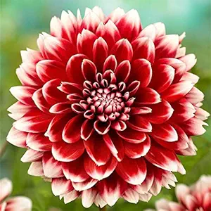 FERNSFLY Flower Bulbs IMP. Dahlia | Dhalia | Dahalia Perennial Flower Bulbs Excellent Quality Attractive Aromatic Flower Home Outdoor Gardening Flowering Bulbs (Pack Of 5 The Fubuki Red And White)