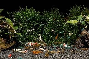 GARNELEN TOM Bunter Garnelen Swinger Club - Neocaridina-Mischung, 10 Stück