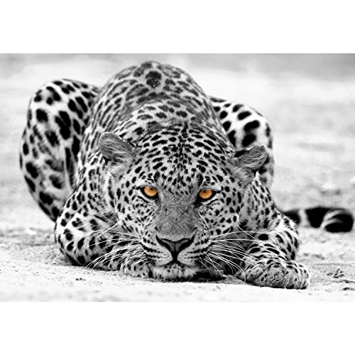 Fototapete Leopard 308 x 220 cm – Vliestapete – Wandtapete – Vlies Phototapete – Wand – Wandbilder XXL – !!! 100% MADE IN GERMANY !!! Runa Tapete 9034010b - 6