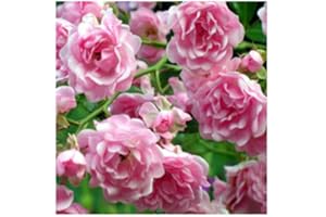 STAKEHILLNURSERIES.CO.UK La fata Ground cover rose – radice nuda rose – Low crescere rosa rose rosa