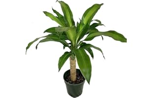Dracaena Fragans Natural el Árbol de la Suerte en una Planta de Interior
