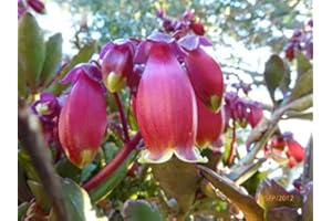 GENERIC Portal Cool Kalanchoe Wendy seme piccolo arbusto clima caldo No Frost K. Manginii