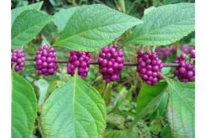 SVI 100 semi - American Beautyberry, Callicarpa americana, semi (Veloce, Appariscente)