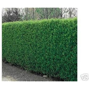 10 Stück Immergrüner Liguster 100 150 cm Amazon.de Garten