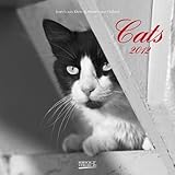 Cats 2012 by 