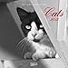 Cats 2012 by 