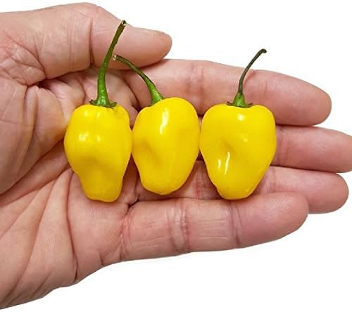 Habanero Carolina Yellow x 10 Chilli Seeds