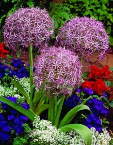 Zierlauch 10 Samen (Allium Giganteum) Eindrucksvolle, große Globen - 2