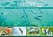 Produktbild Fische in Teichen und Flüssen (Wandkalender 2018 DIN A2 quer): Großartige Unterwasseraufnahmen von Fischen in unseren Gewässern (Monatskalender, 14 ... [Kalender] [Apr 13, 2017] CALVENDO, k.A.