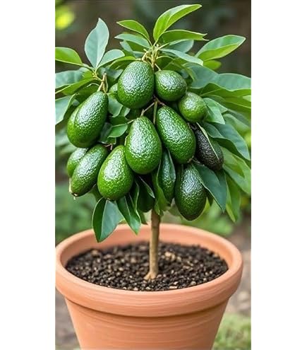 Guruji Plantation Hass Avocado (Avocado Fruit) Grafted Fruit Plant