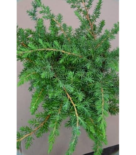 Juniperus horizontalis 'Blue Chip' 20-25 cm  Winterhart, Immergrn,  Pflegeleicht  Kriech-Wacholder  Bodendecker fr Garten & Steingarten :  Amazon.de: Garten