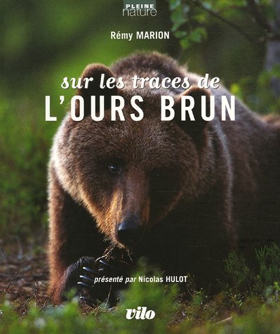 Sur les traces de l'ours brun