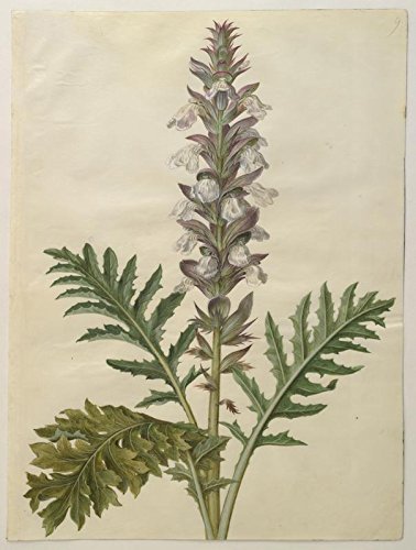 Preisvergleich Produktbild Acanthus mollis By Johannes Simon Holtzbecher Digital Print Poster