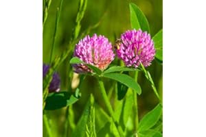 DAMAVAND PRO Wild Red Clover flower seeds red for gardenTrifolium pratense Good weed suppressor 3000 Seeds