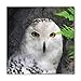 Produktbild RAINNY Wizard Bandana, Magician Pet White Owl, Unisex Head and Neck Tie Head and Neck Tie Neckerchief Headdress Silk-Like 100% Polyester