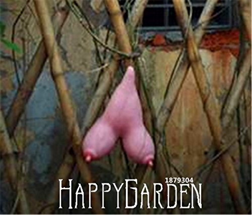 Ausgewählte hochwertige Vietnam Kürbis Samen hängen Brüste Melone Spaß Gemüsesamen für DIY Hausgarten, 50 Samen / Los, # GB78HK - 2