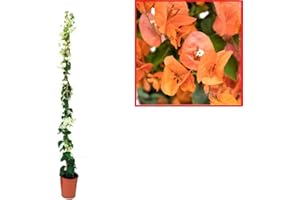 VIPARPLANT Buganvilla en tutor Planta Natural - Bougainvillea planta viva - Planta Natural Decorativa trepadora (En tutor Naranja)