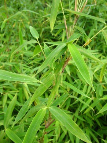 Bambus China Rohrgras Fargesia murielae Jumbo 80 – 100 cm hoch im 12 Liter Pflanzcontainer - 2